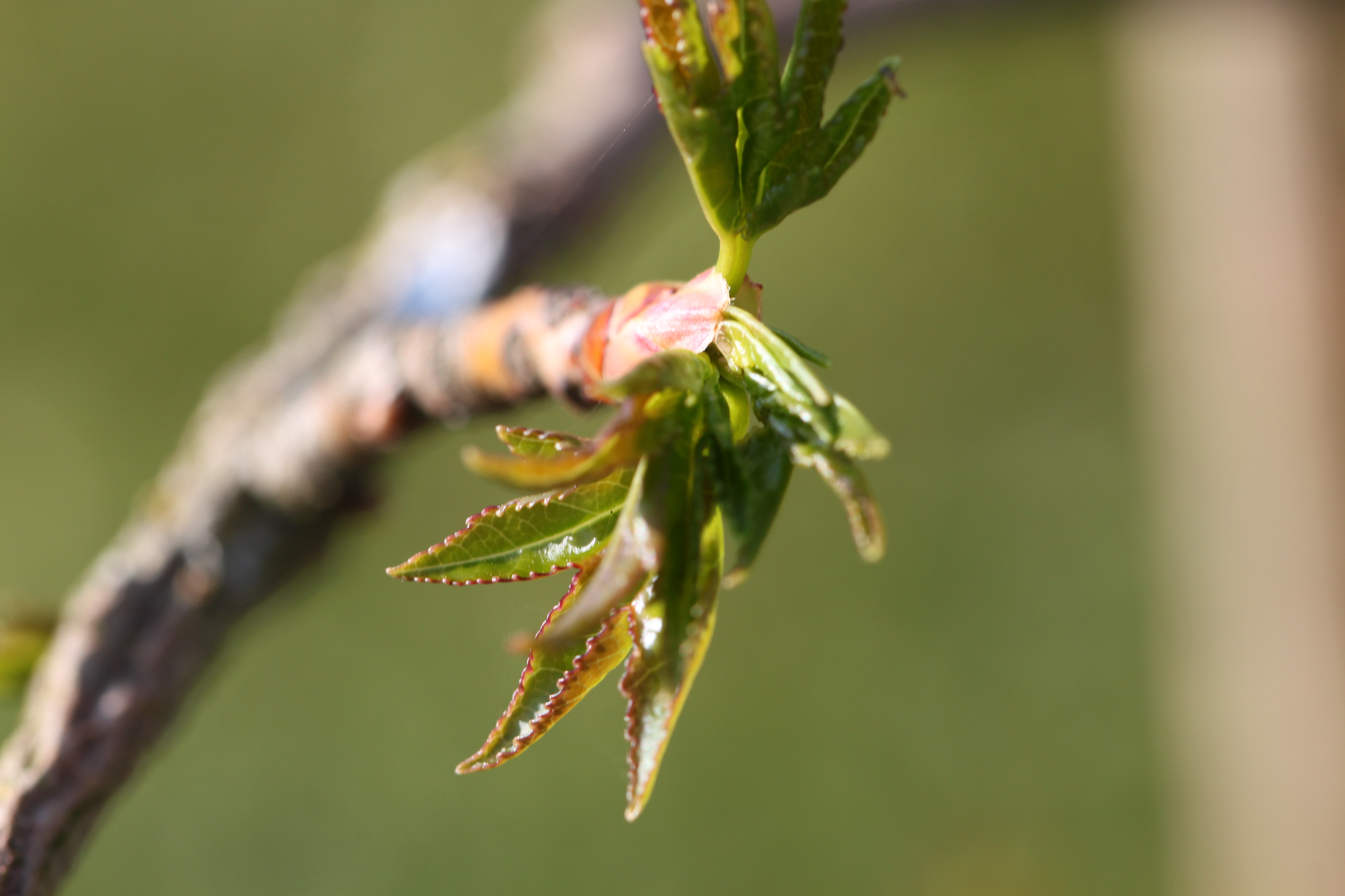 American sweetgum (Liquidambar styraciflua)