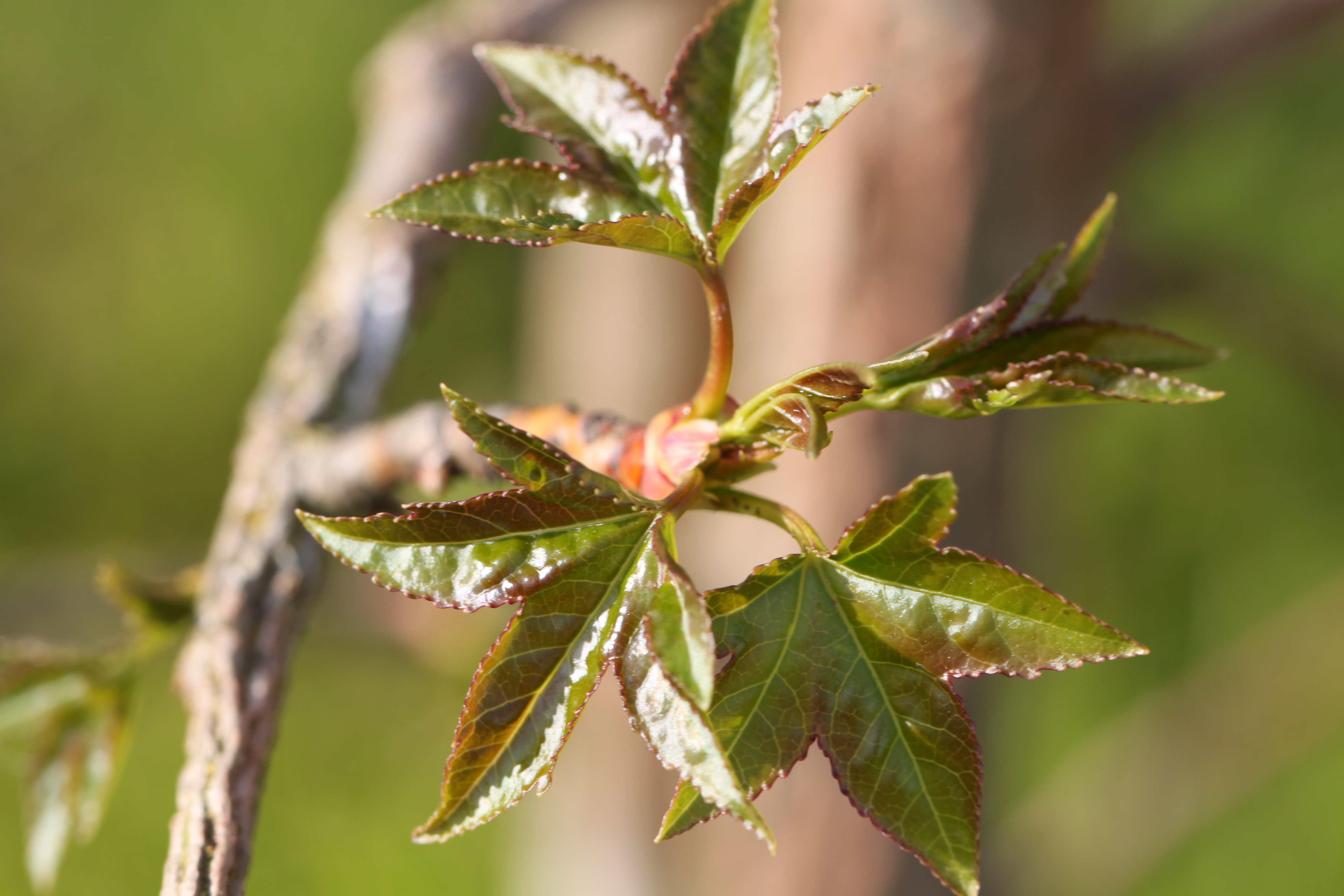 Liquidambar styraciflua