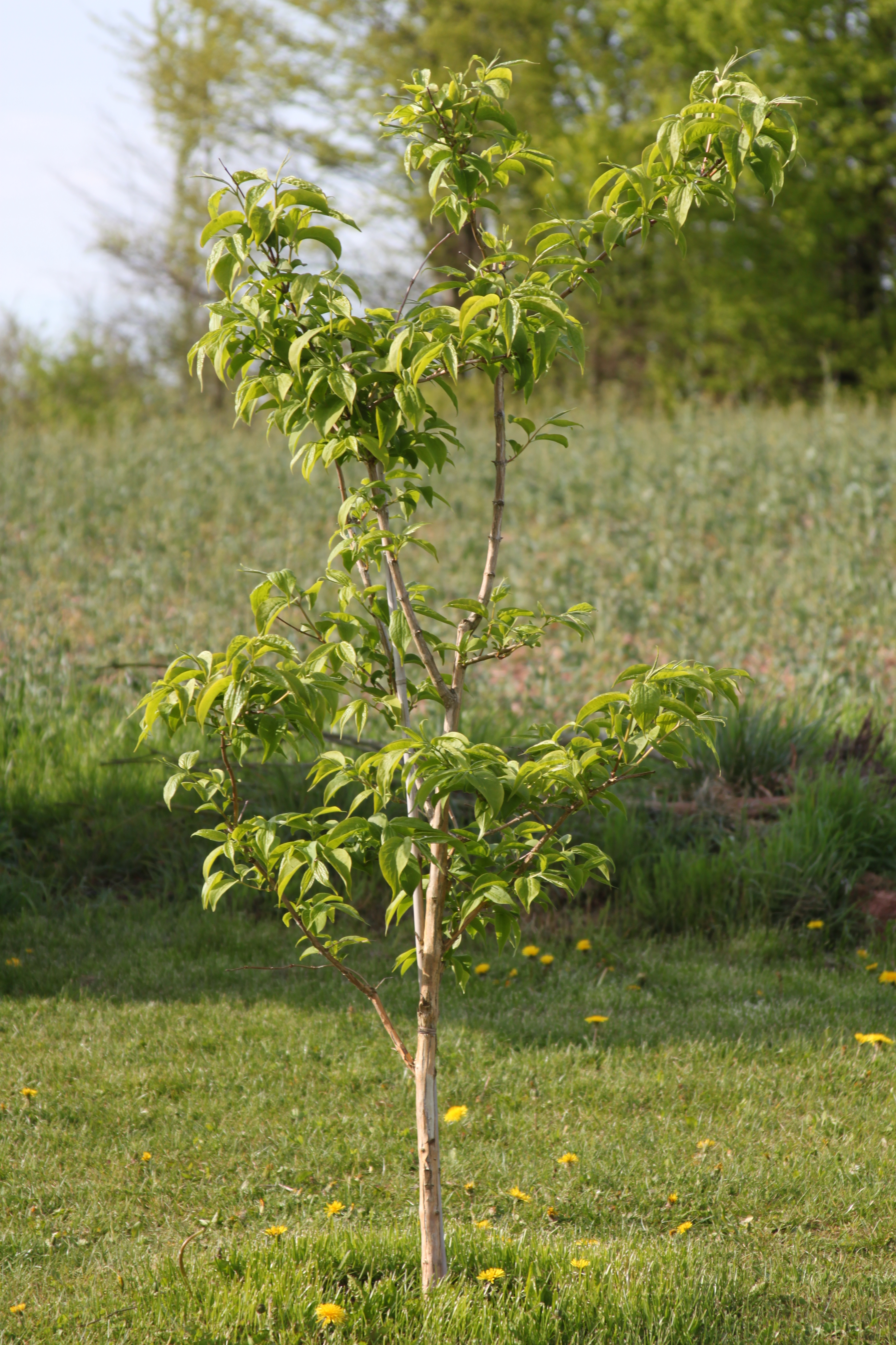 Heptacodium miconioides