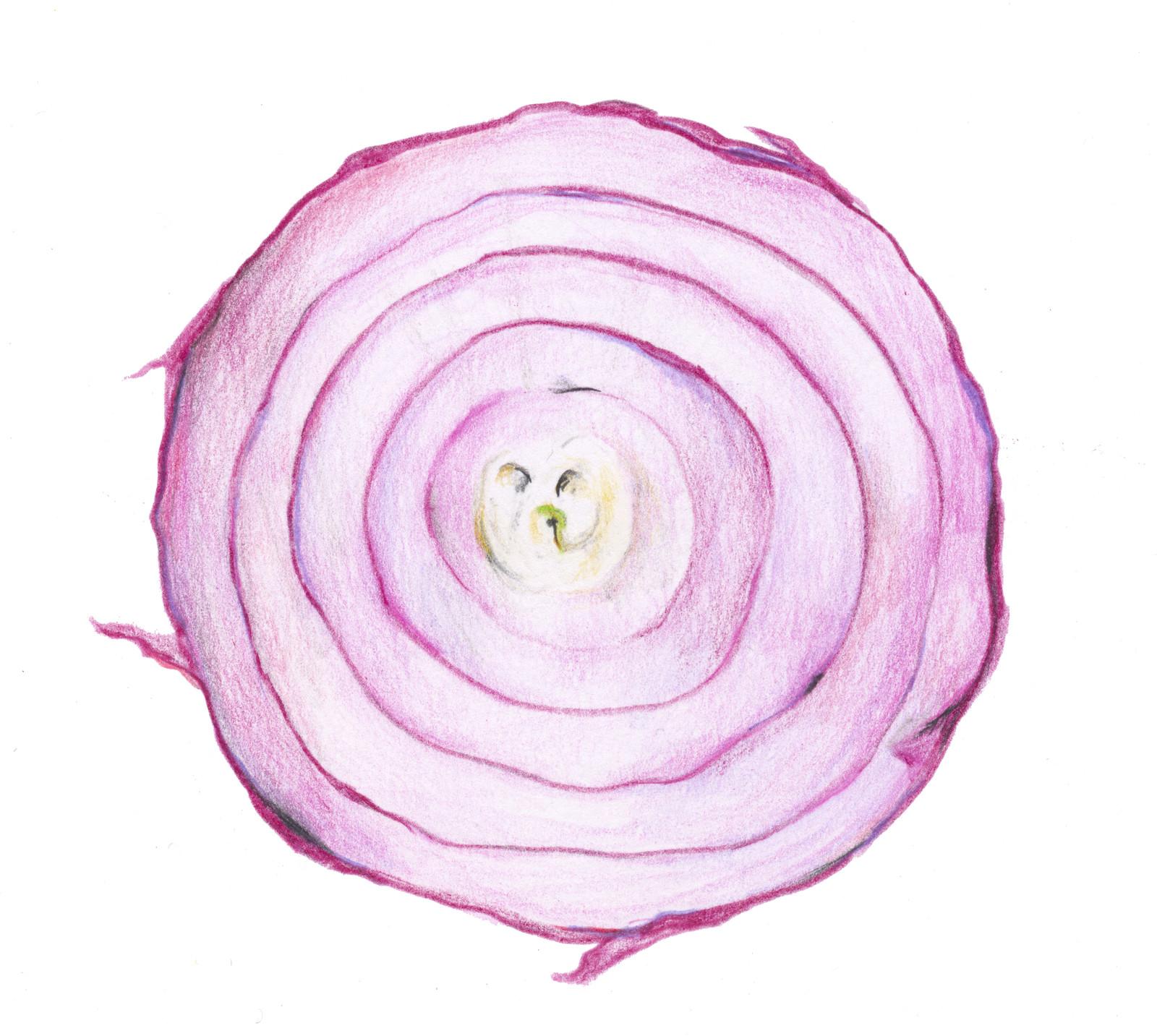 A coloured-pencil drawing of a red onion cut in half, its rings circling a small pale core